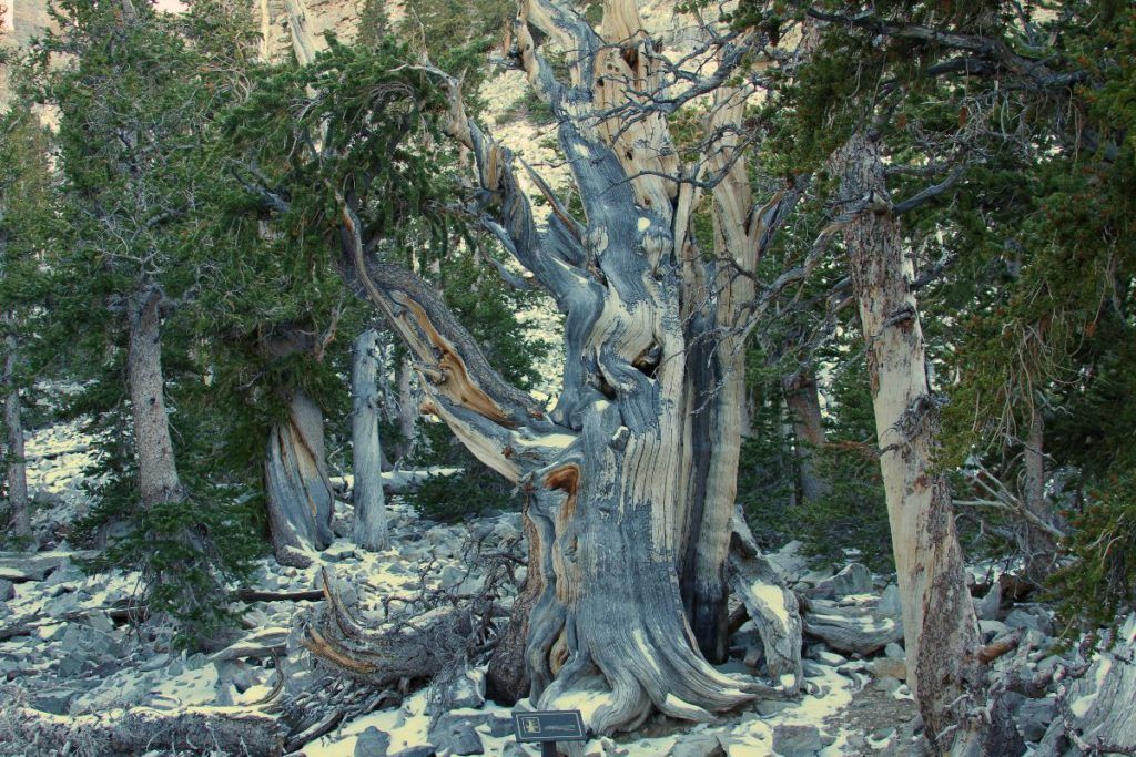 Great Basin National Park