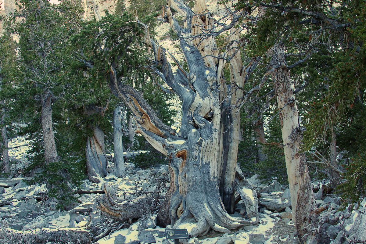 Bristlecone Pines im Great Basin National Park