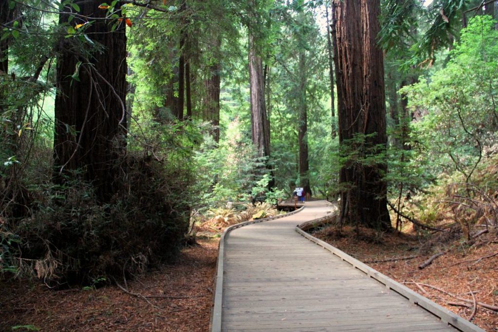 Muir Woods National Monument