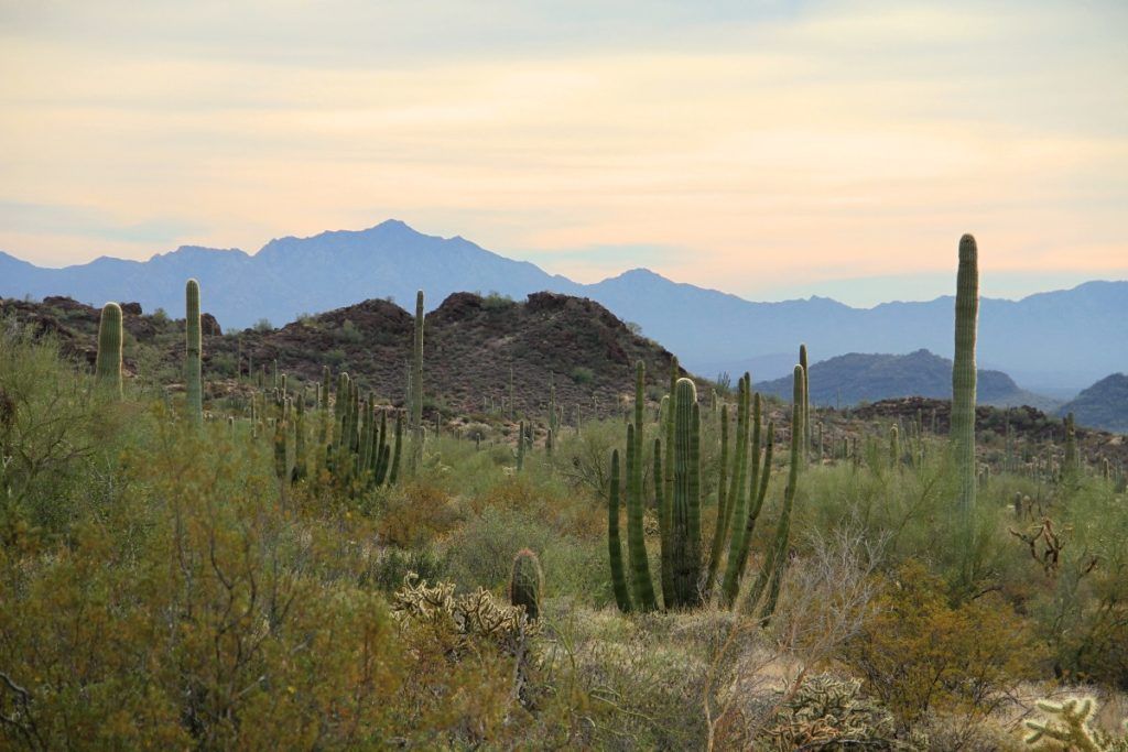 Organ Pipe Cactus National Monument