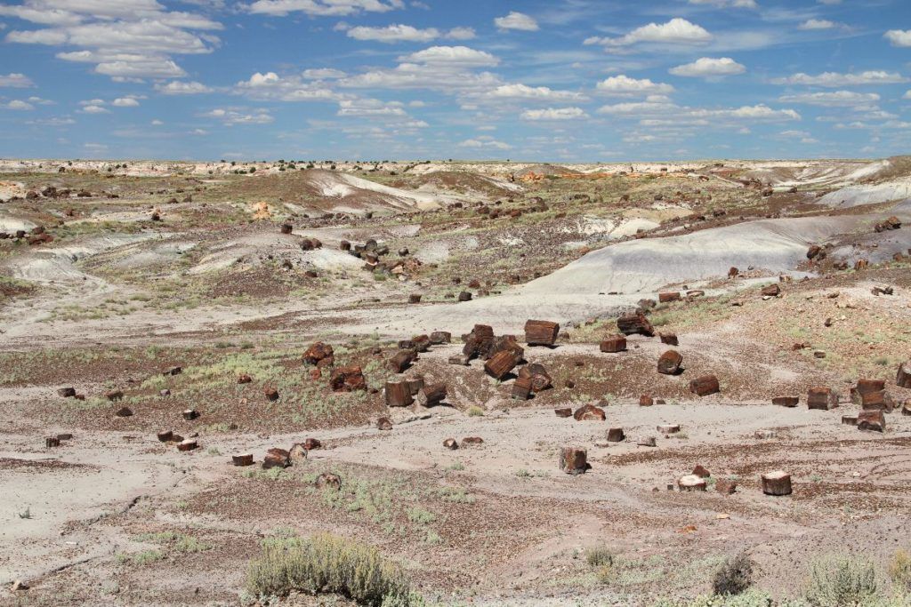 Petrified Forest