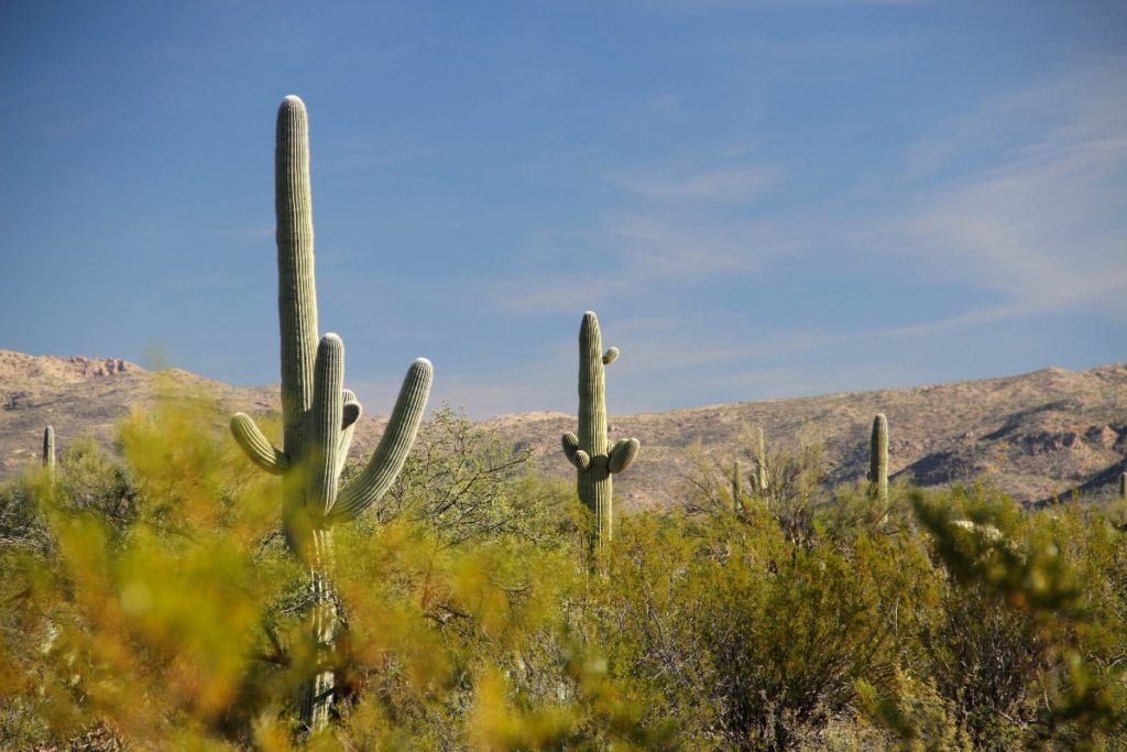 Saguaro National Park