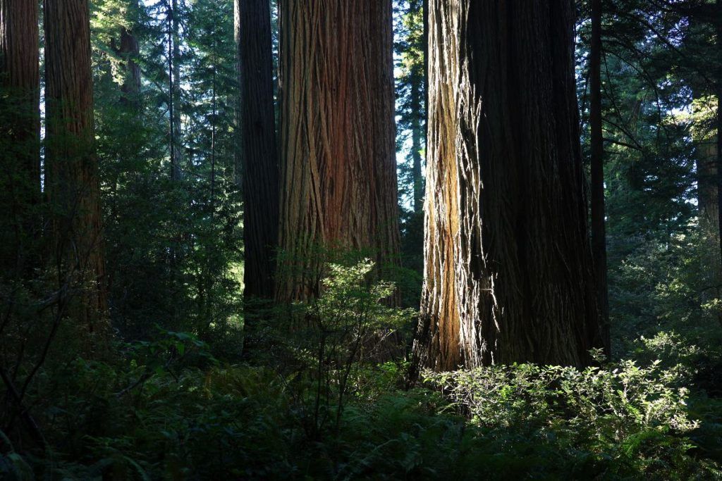 Redwood National Park