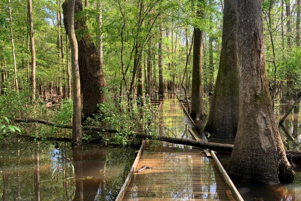 Congaree National Park