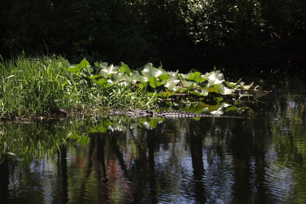 Okefenokee National Wildlife Refuge