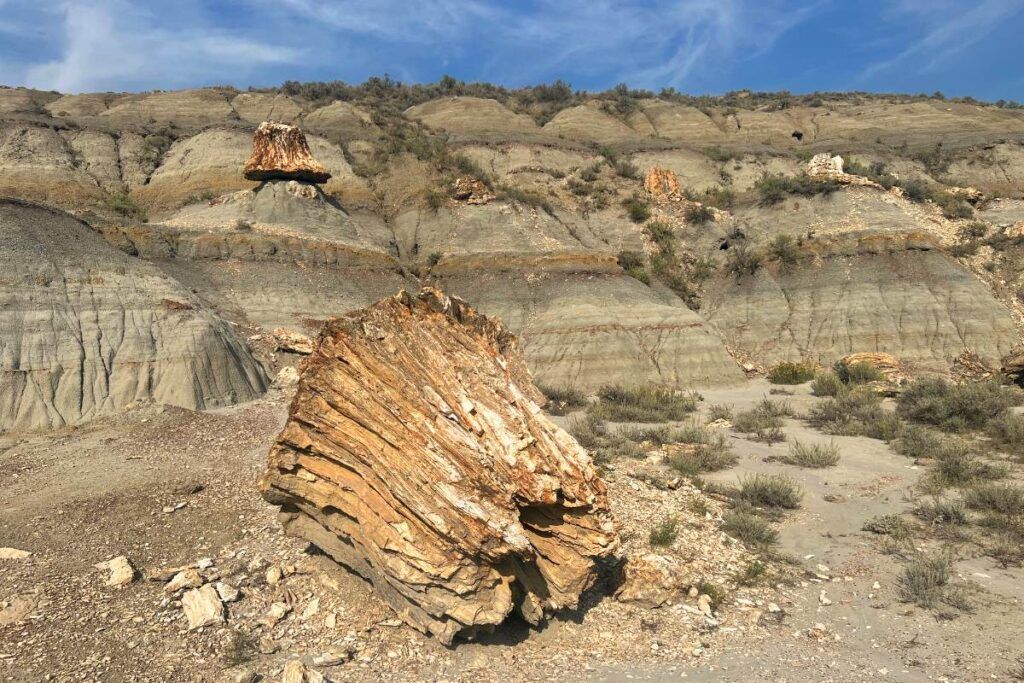 Theodore Roosevelt National Park